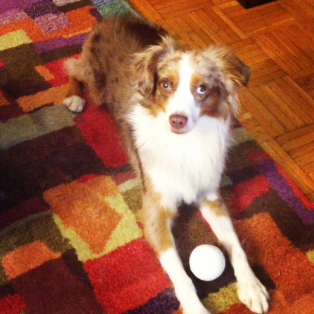 Teddy, Red Merle Toy Australian Shepherd | Latina On a Mission