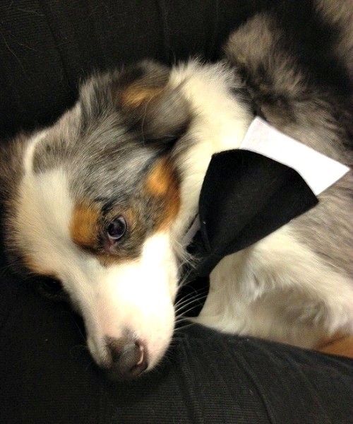 Shadow, Blue Merle Toy Australian Shepherd w. Bowtie | Latina On a Mission