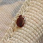 Bedbugs Invaded My Home Thumbnail