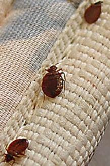 Bedbugs Invaded My Home Bedbugs Invaded My Home Thumbnail