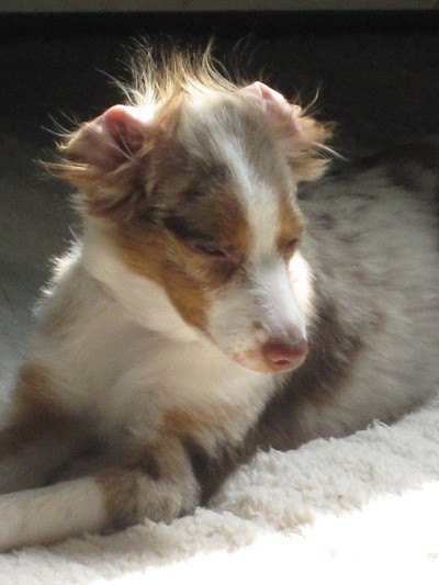 Wordless Wednesday: Puppy Hair Disaster Thumbnail