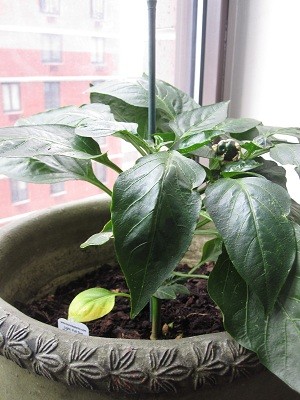 Wordless Wednesday: Pepper Plant Thumbnail