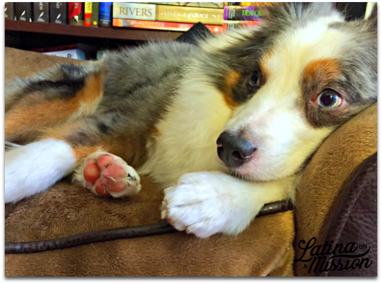 Shadow with paw on dogbed | Latina On a Mission