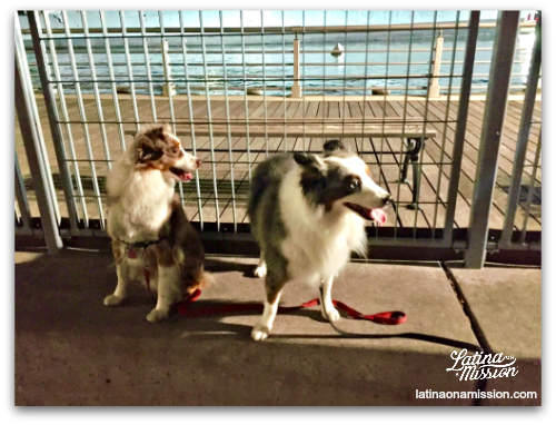 Toy Aussies at NYC dog park on Manhattan pier.