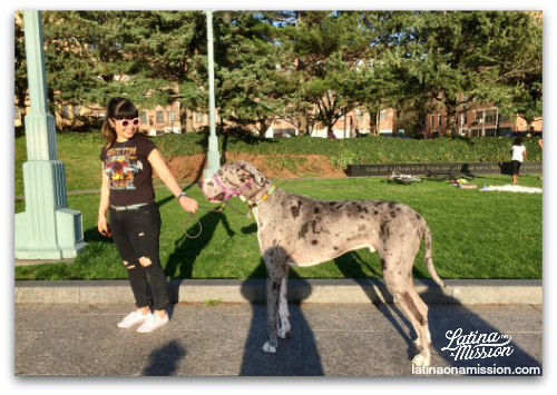 Large dog on pier in New York | Latina On a Mission