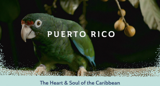 Shown: A parrot sitting on a tree limb with the words "Puerto Rico" superimposed on the image.